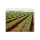 SEMENTES CENOURA BRASILIA IRECE FELTRIN 100G