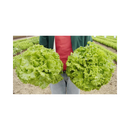 ALFACE CRESPA SVR2005 SEMINIS 5000 SEMENTES