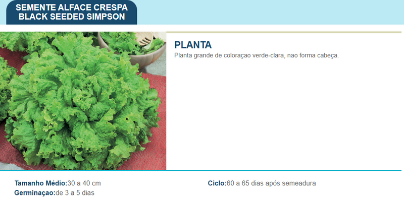 SEMENTES ALFACE CRESPA BLACK SEEDED SIMPSON TOPSEED 50G