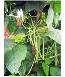 SEMENTES FEIJAO VAGEM TREPADEIRA HT30 EWS 1KG