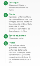 SEMENTES PEPINO CAIPIRA HÍBRIDO GUARANI HORTICERES 100G