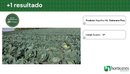 REPOLHO HIBRIDO SOBERANO PLUS HORTICERES 5000 SEMENTES