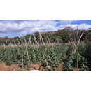 PEPINO HIBRIDO MEDICI AGROCINCO 500 SEMENTES