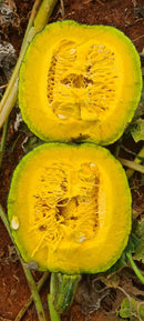 ABÓBORA HÍBRIDA CABOTIA TAKADA CERTA BLUESEEDS 2000 SEMENTES