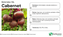 BETERRABA HIBRIDA CABERNET HORTICERES 5000 SEMENTES