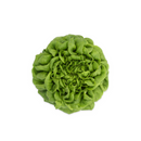 ALFACE LISA SALANOVA EULER RIJK ZWAAN 1000 SEMENTES