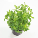 SEMENTES MANJERICAO FOLHA FINA HORTICERES 50G