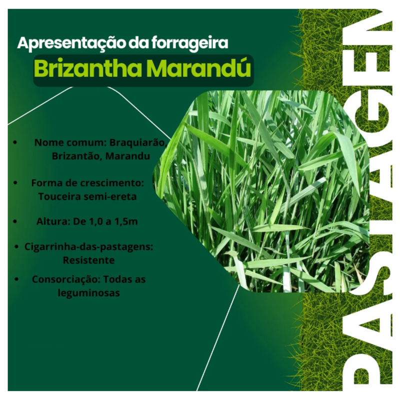 SEMENTES PASTAGEM BRACHIARA BRIZANTHA MARANDU GERMINE 20KG